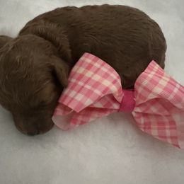 AKC Girl 3 - Red  female Poodle puppy in Southwest Ranches, Florida from Herringbone ‘s Poodles