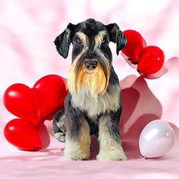 Chapo - Miniature Schnauzer