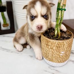Pomsky Puppies from KY Pomsky Paws
