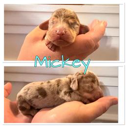 Mickey - Dapple male Dachshund puppy in Aragon, Georgia from Daschunds Unlimited