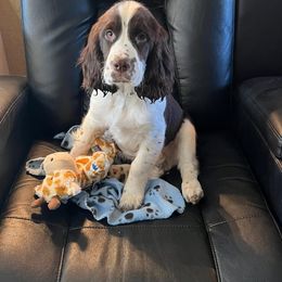 English Springer Spaniel Puppies from Rocky Top Springer Spaniels