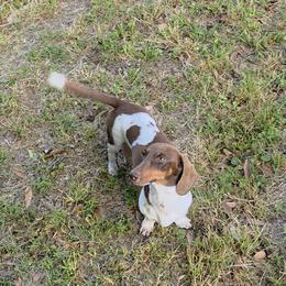 Lil Bit - Dachshund