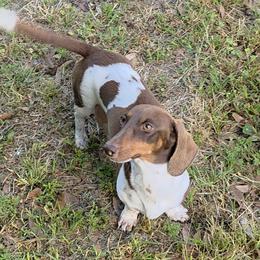 Lil Bit - Dachshund