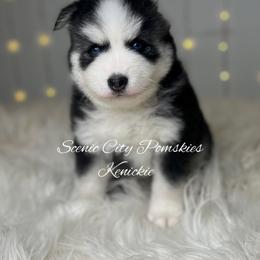 Kenickie - Black and white male Pomsky puppy in Rossville, Georgia from Scenic City Pomskies
