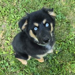 Kiwi - Black tri female Miniature Australian Shepherd puppy in Church Hill, Tennessee from Hippie Dog Haven