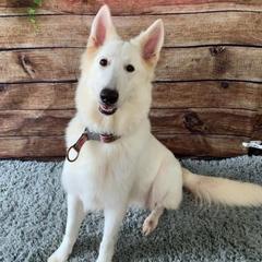 Pearl - Berger Blanc Suisse