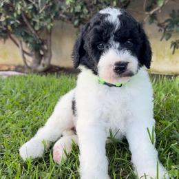 Panda - Black and white male Sheepadoodle puppy in Los Angeles, California from Exquisite Doodles