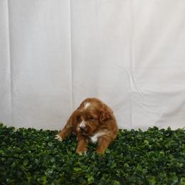 Australian Labradoodle Puppies from Selah Doodles