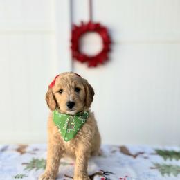 Winter - Red  female Goldendoodle puppy in Apopka, Florida from Rae Precious Puppies