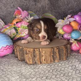 Crush - Red tri male Miniature Australian Shepherd puppy in California from Eagle River Aussies