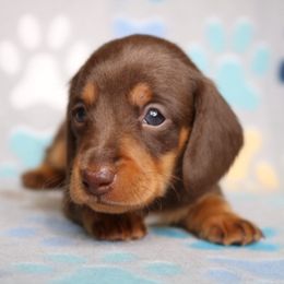 Chocolate and Tan Boy - Chocolate and tan male Dachshund puppy in Red Bud, Illinois from Midwest Miniature Dachshunds