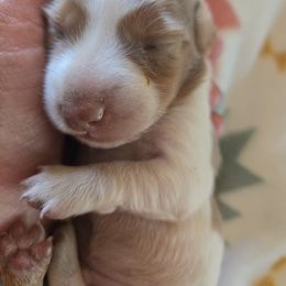 Boy 1 - Piebald male Dachshund puppy in Klamath Falls, Oregon from Real Tea Mini Dachshunds
