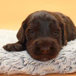 Petra - Chocolate female Australian Cobberdog puppy in Bellingham, Minnesota from Whispering Prairie Australian Cobberdog