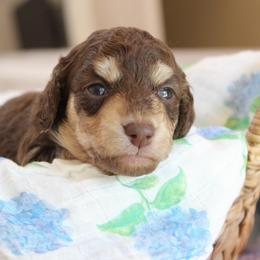 Boy 3 - Chocolate and cream male Dachshund puppy in Laurel, Mississippi from Kissinger Dachshunds