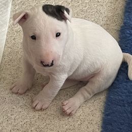 Miniature Bull Terrier Puppies from Tonka Miniature Bull Terriers
