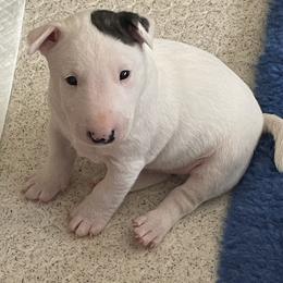 Miniature Bull Terrier Puppies from Tonka Miniature Bull Terriers