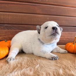 Gray Collar - Blue male Australian Cattle Dog puppy in Nevada, Missouri from Back Road Dog Company, LLC