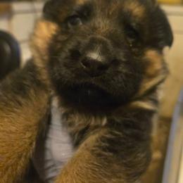 Bella - Black and red female German Shepherd puppy in Jamesville, New York from Mark Carfagno's Pups