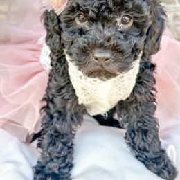 Opal - Black female Poodle puppy in from Pink Poodles and Doodles
