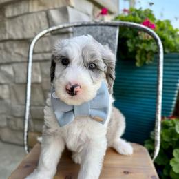 Fleece Lightning - Blue merle and white male Sheepadoodle puppy in Adams, Nebraska from Boxcar Doodles and Poodles