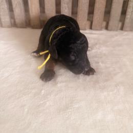 Star - Phantom female Goldendoodle puppy in Luana, Iowa from Country View Bernedoodles and Goldendoodles