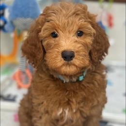 Vinny - Red  male Goldendoodle puppy in Yuciapa, California from AlltheDoodlez_