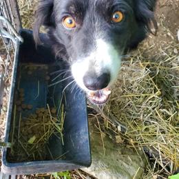 Moxie - Border Collie