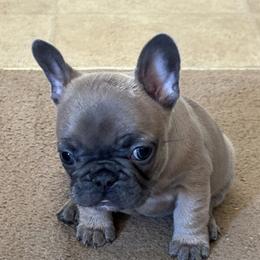 Angle - Blue fawn female French Bulldog puppy in Alabama from Southern Bulldogs