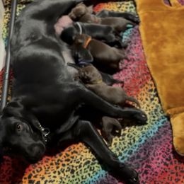 Billy Jean - Labrador Retriever