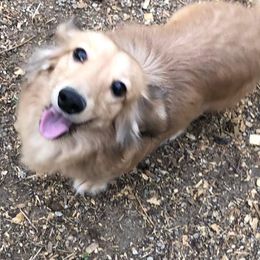 Samson - Dachshund