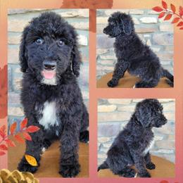 Goldendoodle Puppies from Rose's Doodles