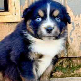 Reef - Black tri-color male Australian Shepherd puppy in Mineral Wells, Texas from A6 Australian Shepards