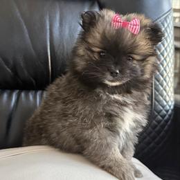 Sadie - Tri-colored female Pomeranian puppy in Randleman, North Carolina from Luxurious Poms