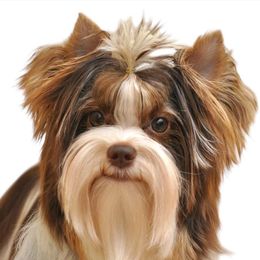 Dam - Biewer Terrier