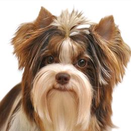 Dam - Biewer Terrier