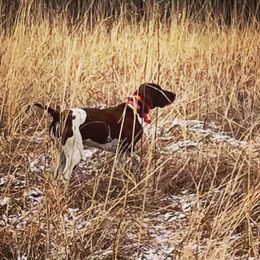 Nelli - German Shorthaired Pointer