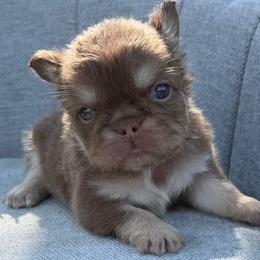 Assorted Doodle Crosses, French Bulldogs, Maltipoos, Poodles, and Saint Berdoodles from Brewer's Doodles and French Bulldogs