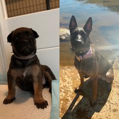 Yeet( purple) sold - female Belgian Malinois puppy in Dewy Rose, Georgia from Rolling G Kennels