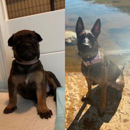 Yeet( purple) sold - female Belgian Malinois puppy in Dewy Rose, Georgia from Rolling G Kennels