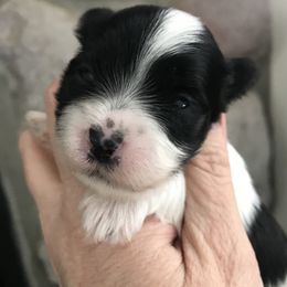 Havanese Puppies from Selah Havanese