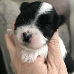 Havanese Puppies from Selah Havanese