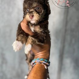 Rainbow - Merle female Cockapoo puppy in Indiahoma, Oklahoma from Diva's  Poodle and Doodles