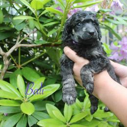 Bali - Phantom female Poodle puppy in Eugene, Oregon from Mount Zion Kennels