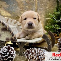 Labrador Retriever Puppies from Gochee Labs