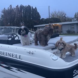 Shih Tzus from Tinytails