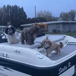 Shih Tzus from Tinytails