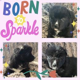 Vesuvius - Black and white male Siberian Husky puppy in Florence, Kentucky from Moonlight Howl Huskies