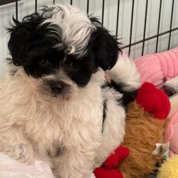 Campbell - Black & white male Maltipoo puppy in Colonial Beach, Virginia from BeachRidge Pups