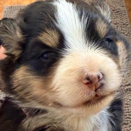 Cyan - Black tri-color female Australian Shepherd puppy in Grove, Oklahoma from Dollface Aussies