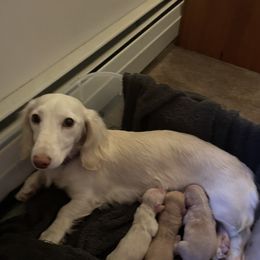 Dachshund Puppies from Carlin's Weiner Haus